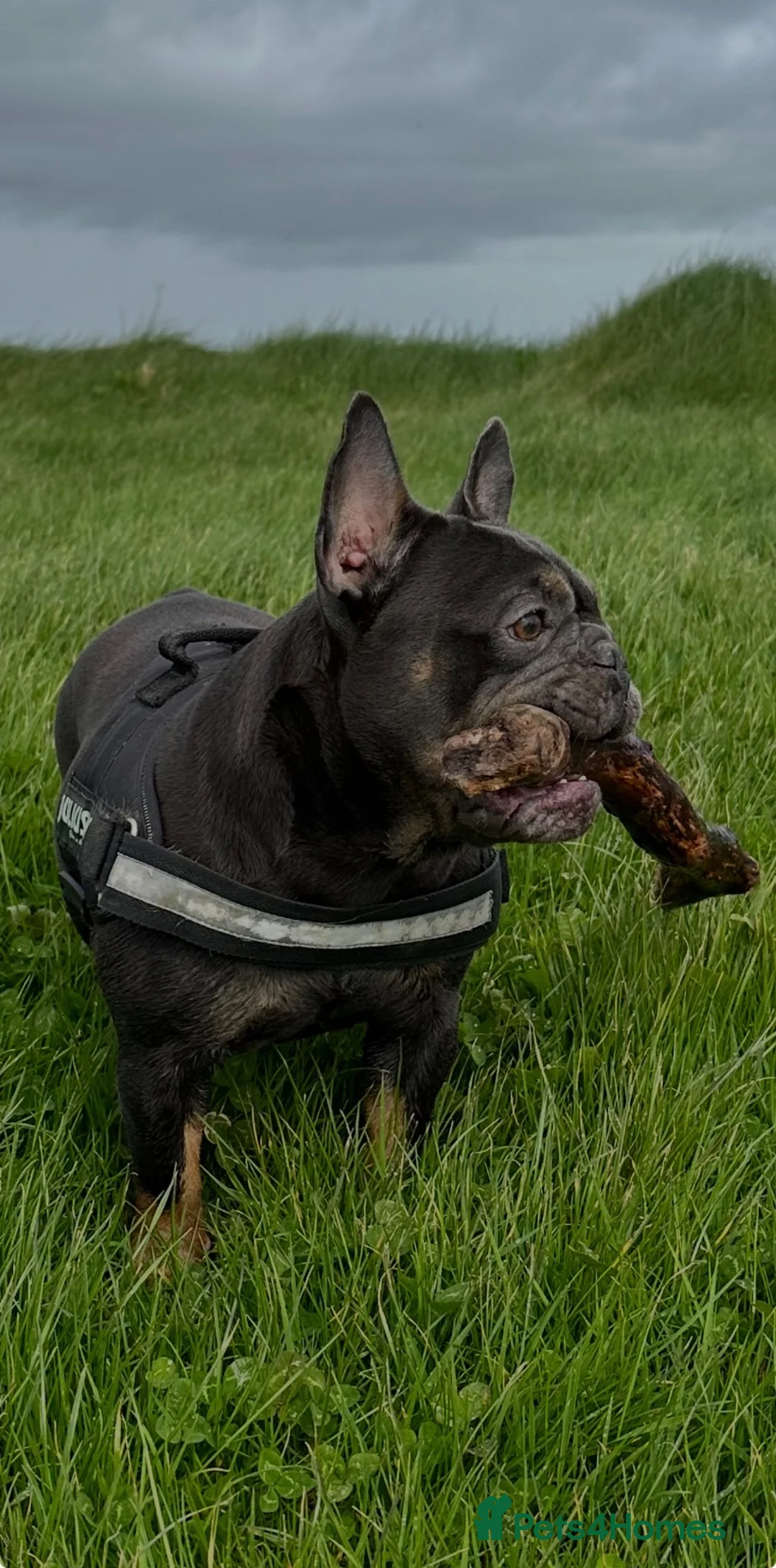 French Bulldog dogs for sale: French Bulldog Puppies  in Bridgwater - Advert 7