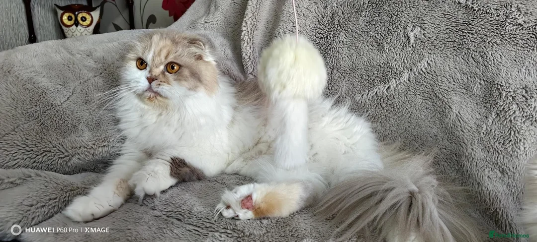 Scottish Fold cats for sale: Playful and affectionate kittens  - Advert 2