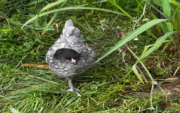 Chickens poultry for sale: Silkie and other chicks,growers and layers - Image 27
