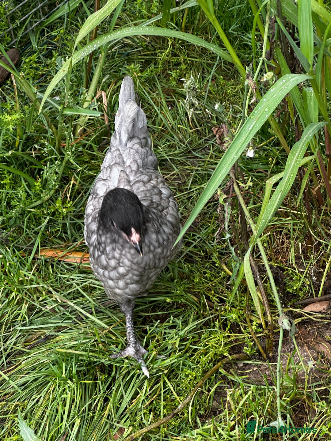 Chickens poultry for sale: Silkie and other chicks,growers and layers - Image 27