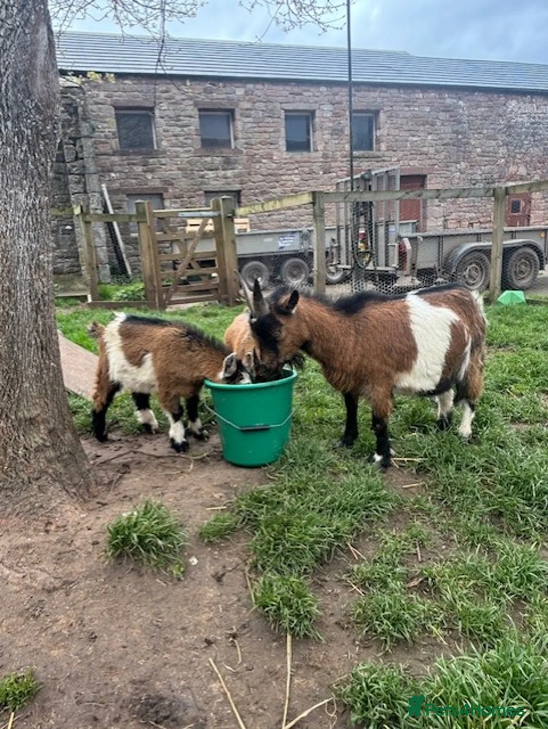 Goats livestock for sale: 1 Male Pygmy Goat - Advert 3