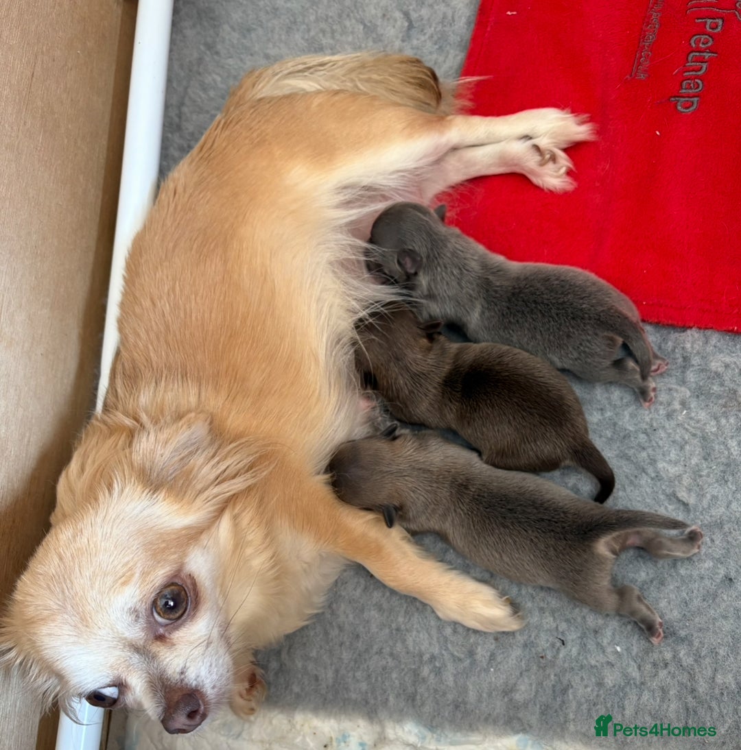 Chihuahua dogs for sale: Gorgeous Fluffy Chihuahua Puppy - Image 14