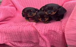 Dachshund dogs for sale: Dachshund puppies - Image 12