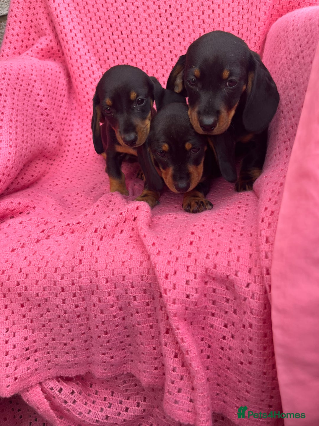Dachshund dogs for sale: Dachshund puppies - Image 12