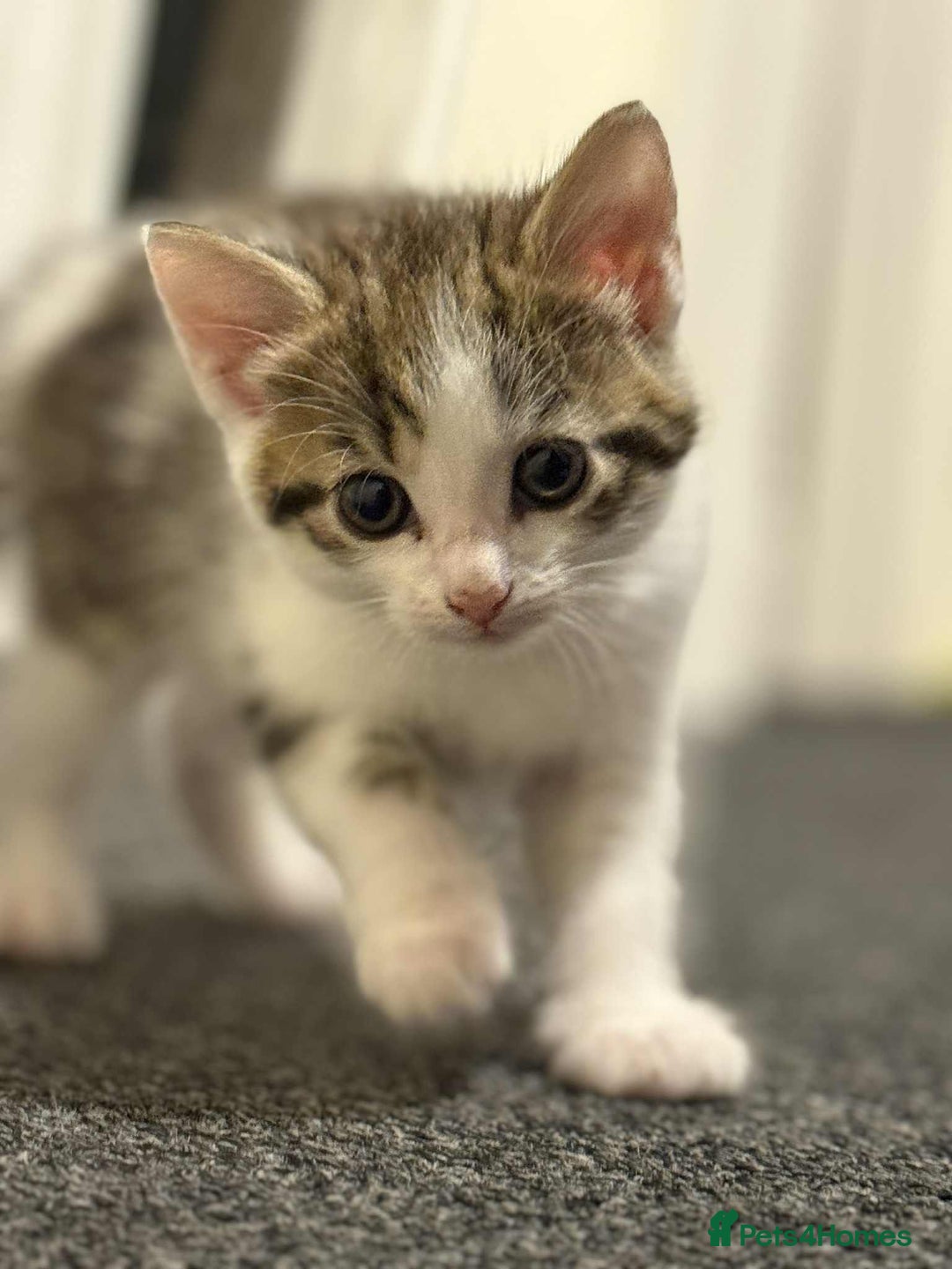 Mixed Breed cats for sale: For Sale: 5 Adorable Male Kittens 🐾 - Image 10