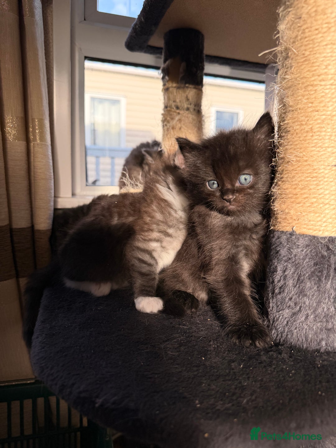 Maine Coon cats for sale: Mainecoon cross ragdoll  - Advert 5