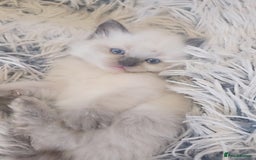 Ragdoll cats for sale: *READY TO LEAVE*beautiful Ragdoll babies for sale  - Image 1