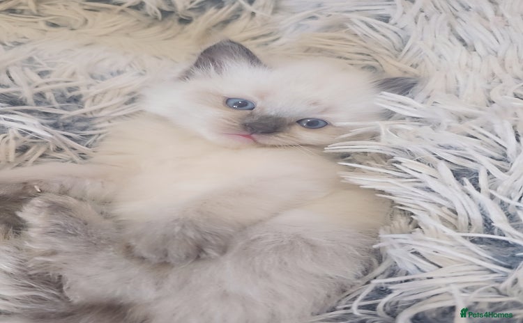 Ragdoll cats - Advert 1