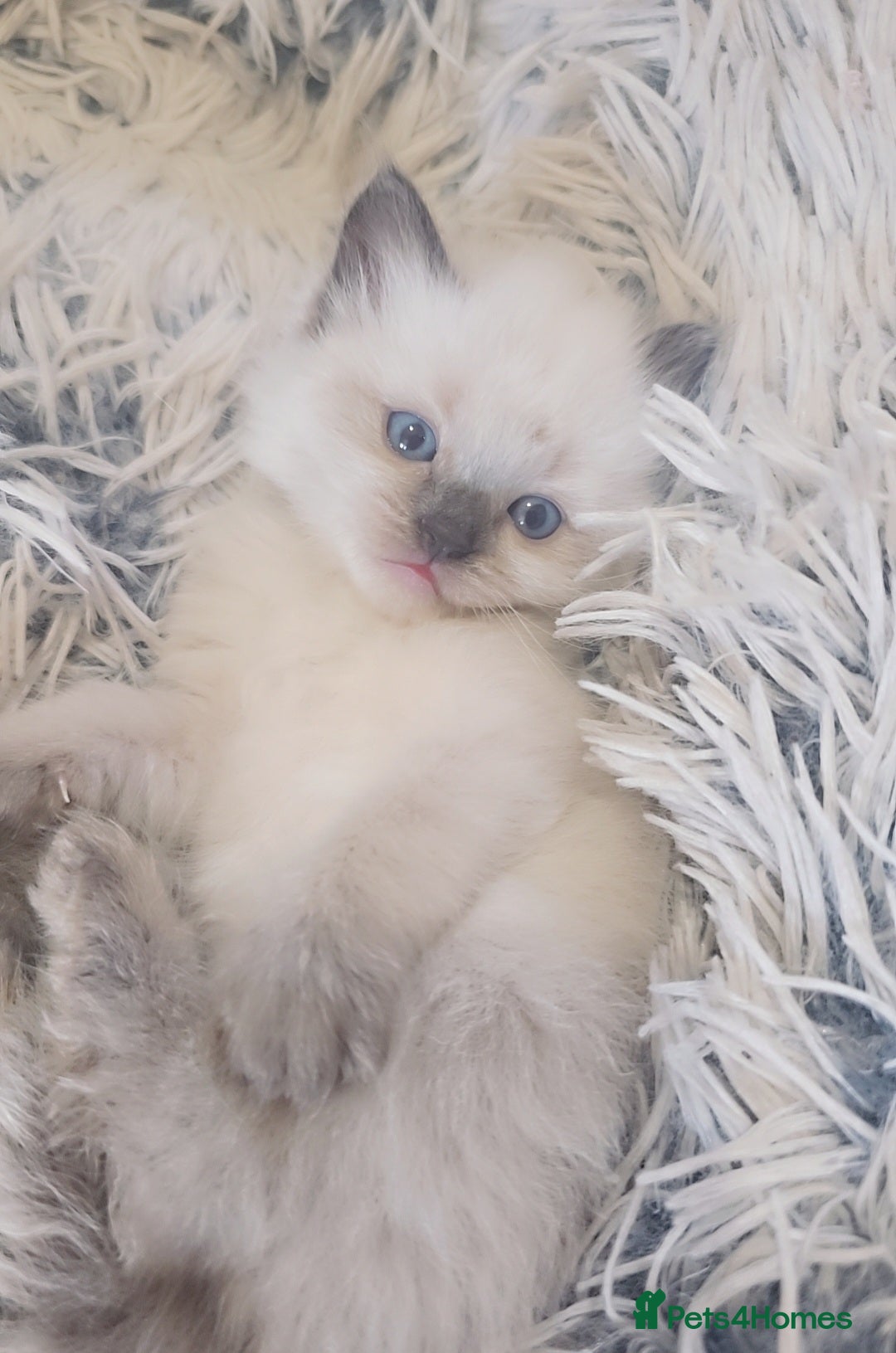 Ragdoll cats for sale: *READY TO LEAVE*beautiful Ragdoll babies for sale  - Image 1