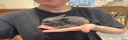 Mini Lop rabbits for sale: Pure bred Mini Lop bunnies  - Advert 1