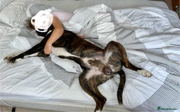 Boxer dogs for stud: Beautiful Dark Brindle Boxer|KC reg| Heart scored - Image 8