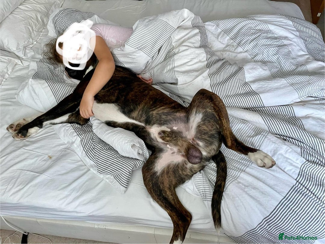 Boxer dogs for stud: Beautiful Dark Brindle Boxer|KC reg| Heart scored - Image 8