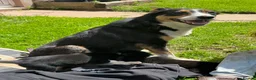 Border Collie dogs for sale: Border collie pups ready to leave 3rd july in Brecon - Advert 2