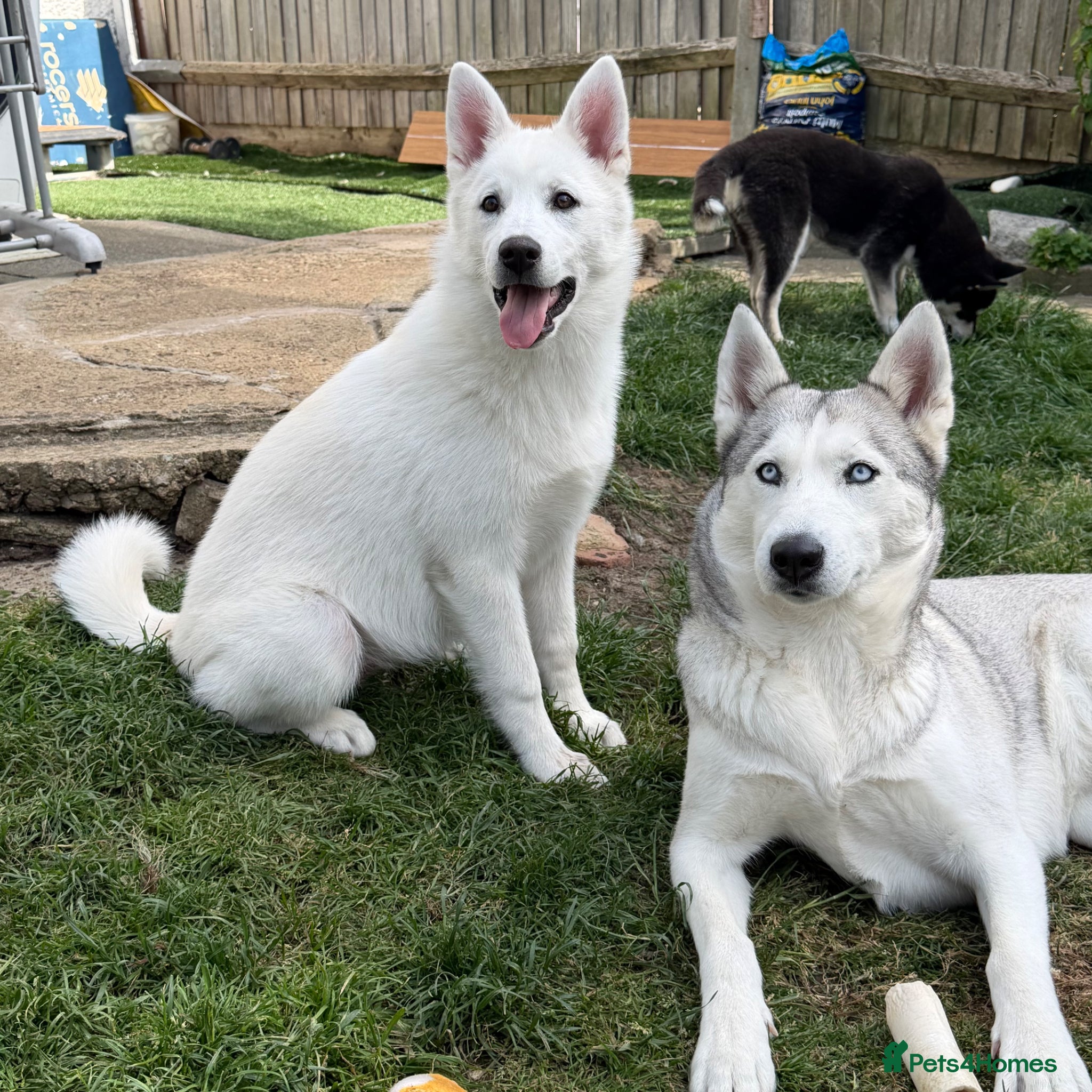 Siberian Husky dogs Beautiful White Husky Girl  - Advert 1