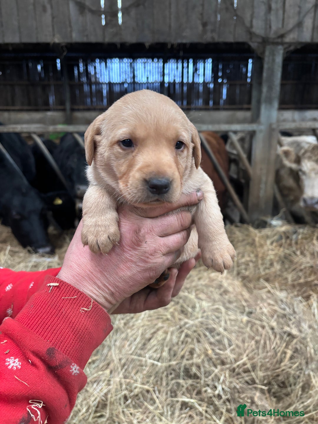 Labrador Retriever dogs for sale: Puppy Red fox labradors  - Advert 4
