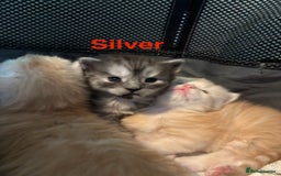 Maine Coon cats for sale: 3 beautiful Maine coon kittens  - Image 5