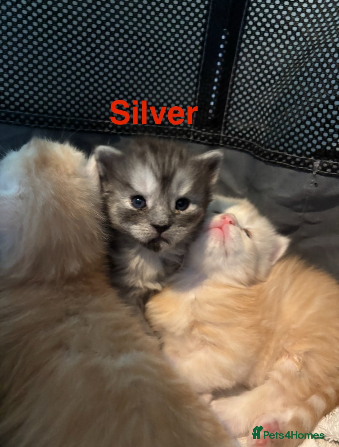 Maine Coon cats for sale: 3 beautiful Maine coon kittens  - Image 5