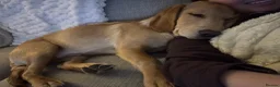 Cockerdor dogs for stud: Gorgeous cockerdor FOR STUD - Advert 17