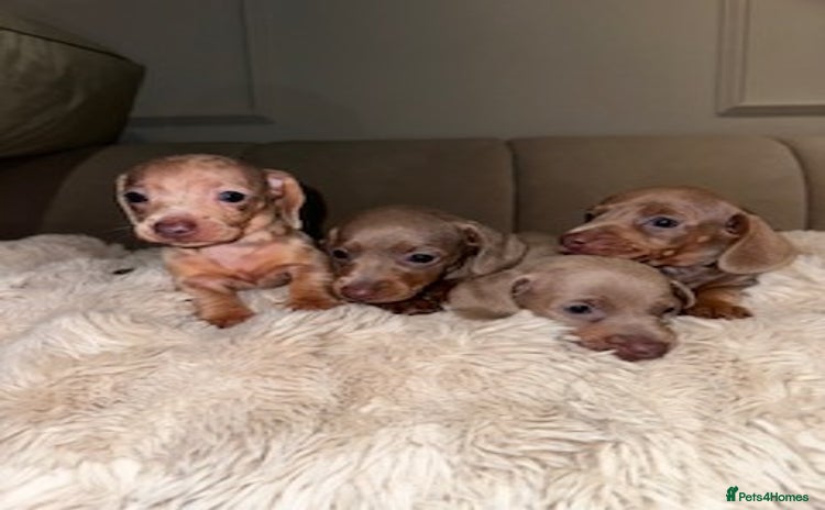 Miniature Dachshund dogs - Advert 9