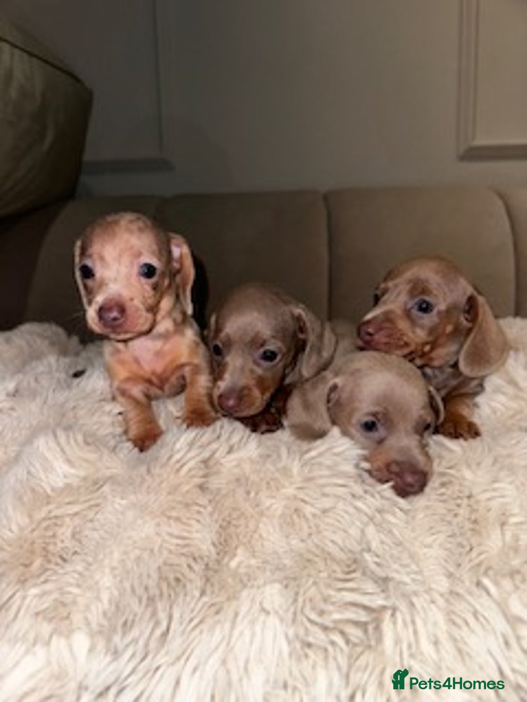 Miniature Dachshund dogs for sale: Stunning ISABELLA miniature dachshunds  - Image 1