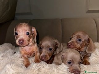 Miniature Dachshund dogs for sale - Advert 1