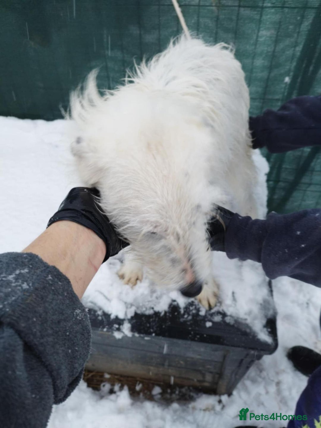 Mixed Breed dogs for adoption: ADRIAN 🤍 a Scruffy, Gentle Soul for a Loving Home - Advert 1