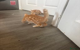 Bengal cats for sale: 9 week old kittens for sale - Advert 3