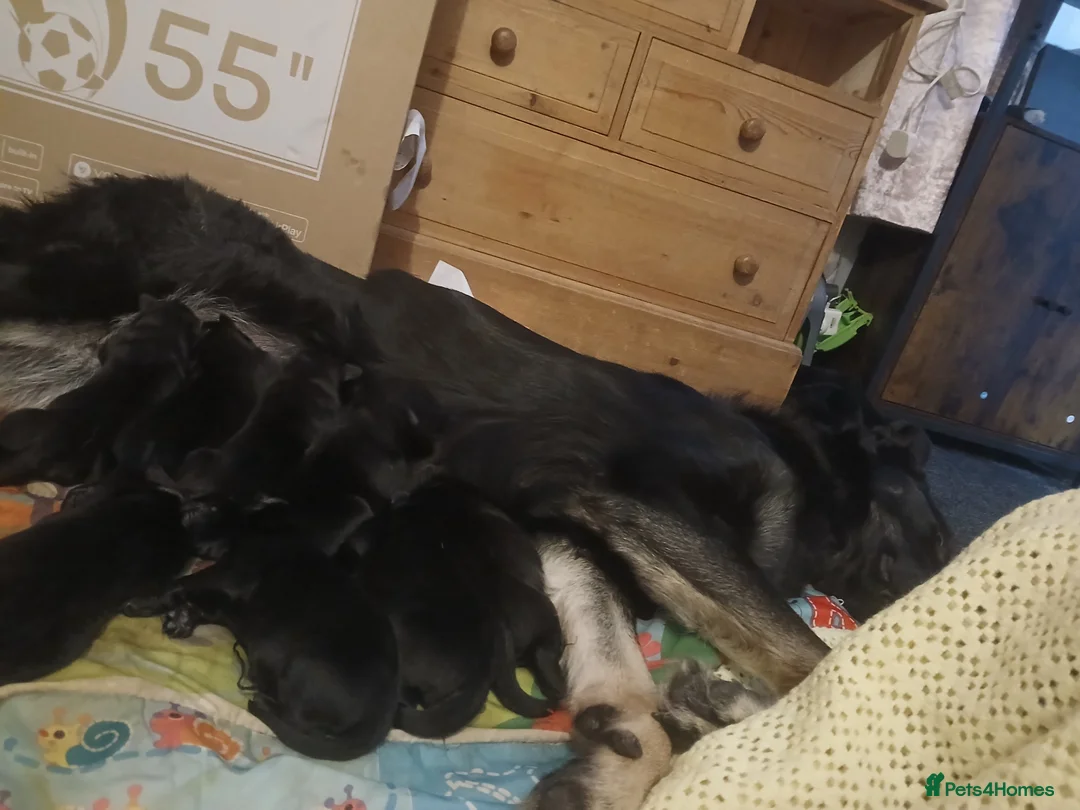 German Shepherd dogs for sale: German shepards puppies - Advert 1