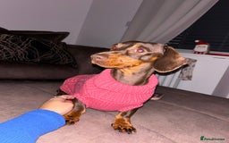 Miniature Dachshund dogs for sale: Chocolate & Tan Mini Dachshund  - Image 3