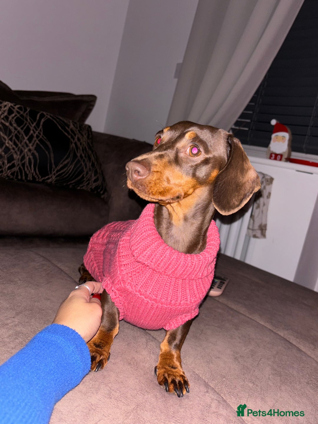 Miniature Dachshund dogs for sale: Chocolate & Tan Mini Dachshund  - Image 3
