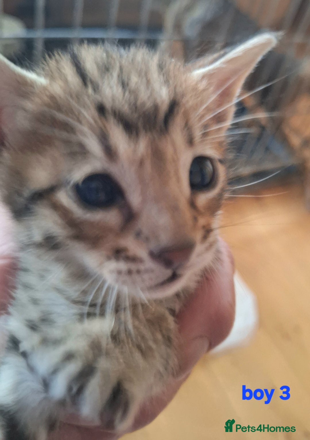 Savannah cats for sale: Savannah SBTF6 cubs with Serval traits stunning - Advert 14