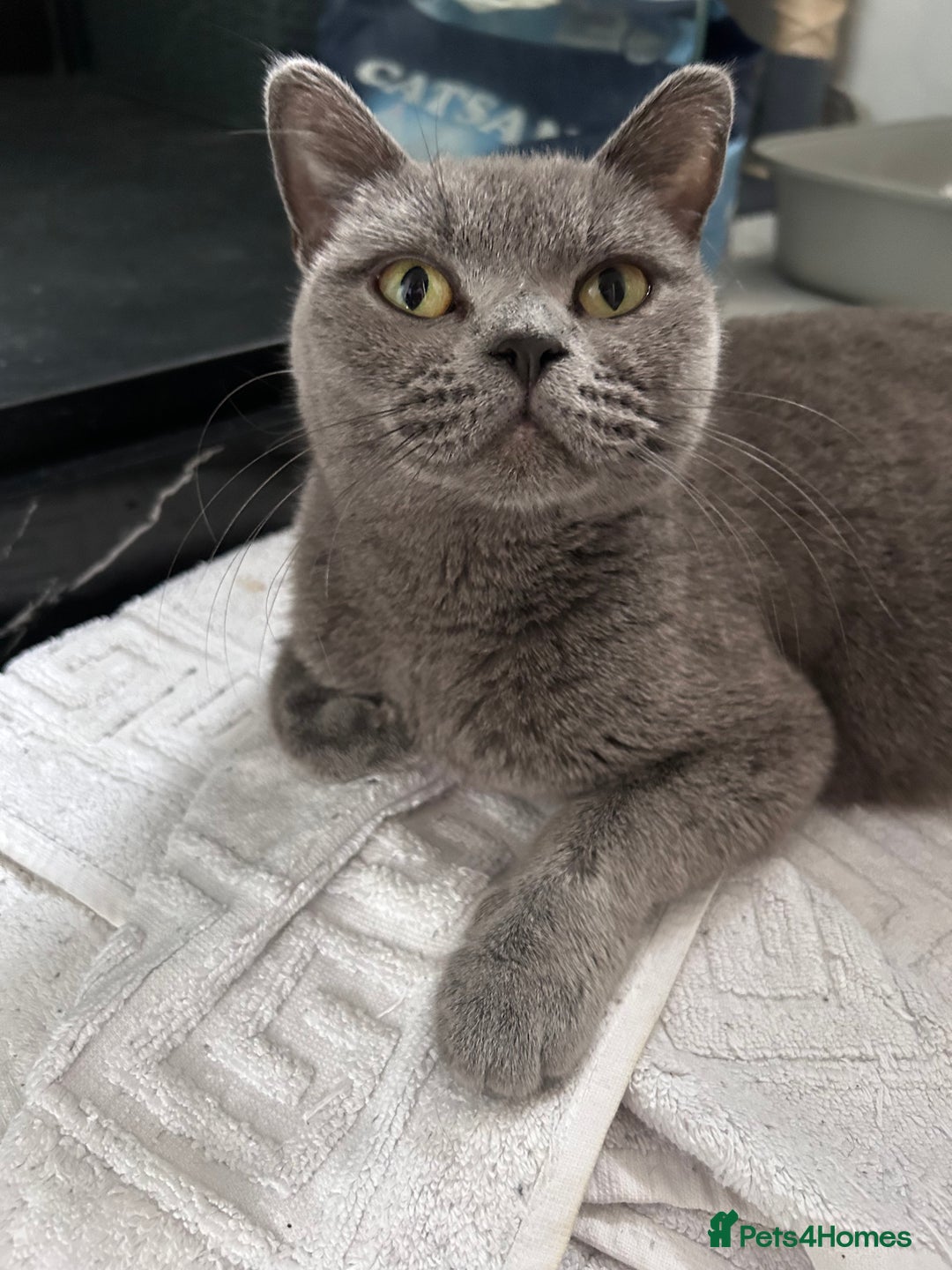 British Shorthair cats for sale: Beautiful Male British Shorthair kittens - Advert 2