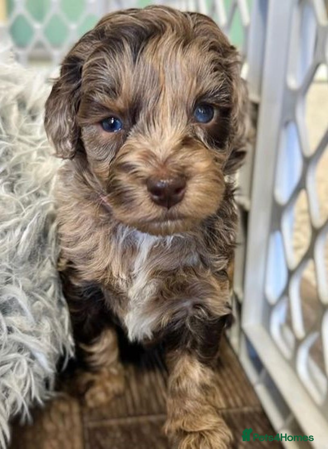 Labradoodle dogs for sale: Beautiful labradoodle puppies ready  - Advert 1