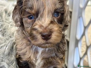 Labradoodle dogs Beautiful labradoodle puppies ready - Advert 3