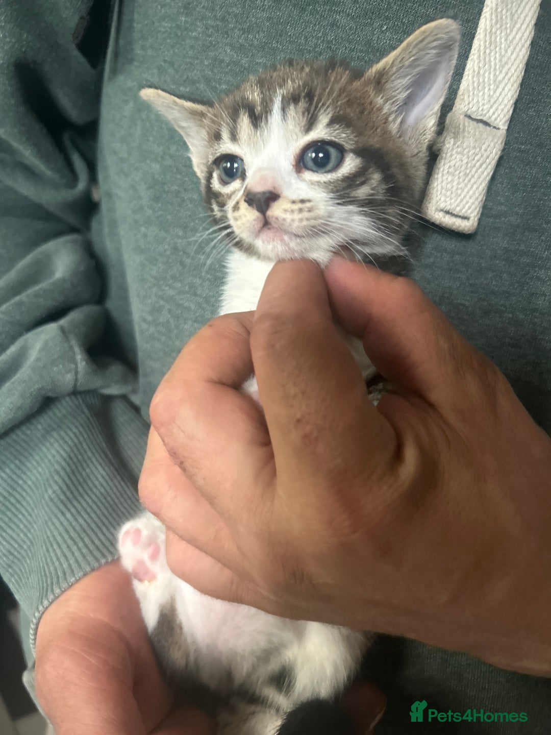 Mixed Breed cats for sale: Adorable kittens waiting for a good home - Image 8