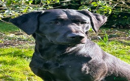Labrador Retriever dogs for sale: 1 black dog available  - Image 4