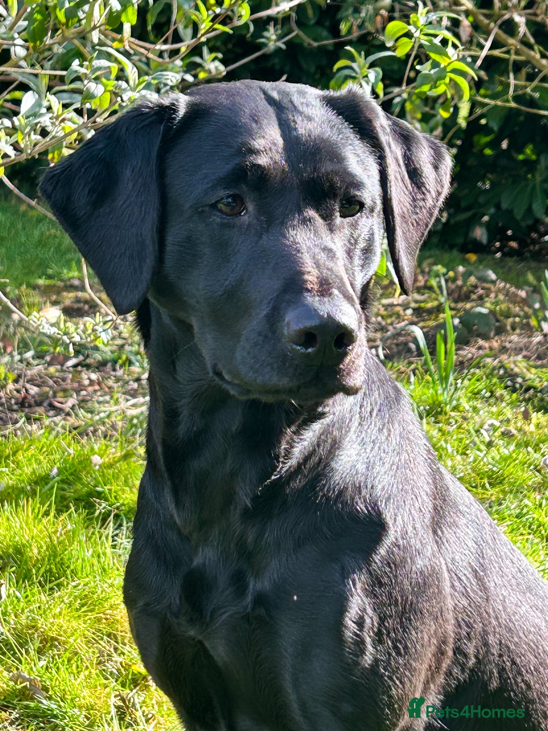 Labrador Retriever dogs for sale: 1 black dog available  - Image 4