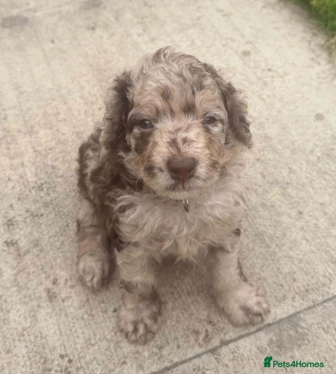 Cockapoo dogs for sale: 💙 Stunning Merle Male Cockapoo Puppy  💙 - Advert 3