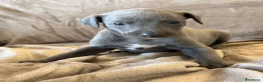 Whippet 8