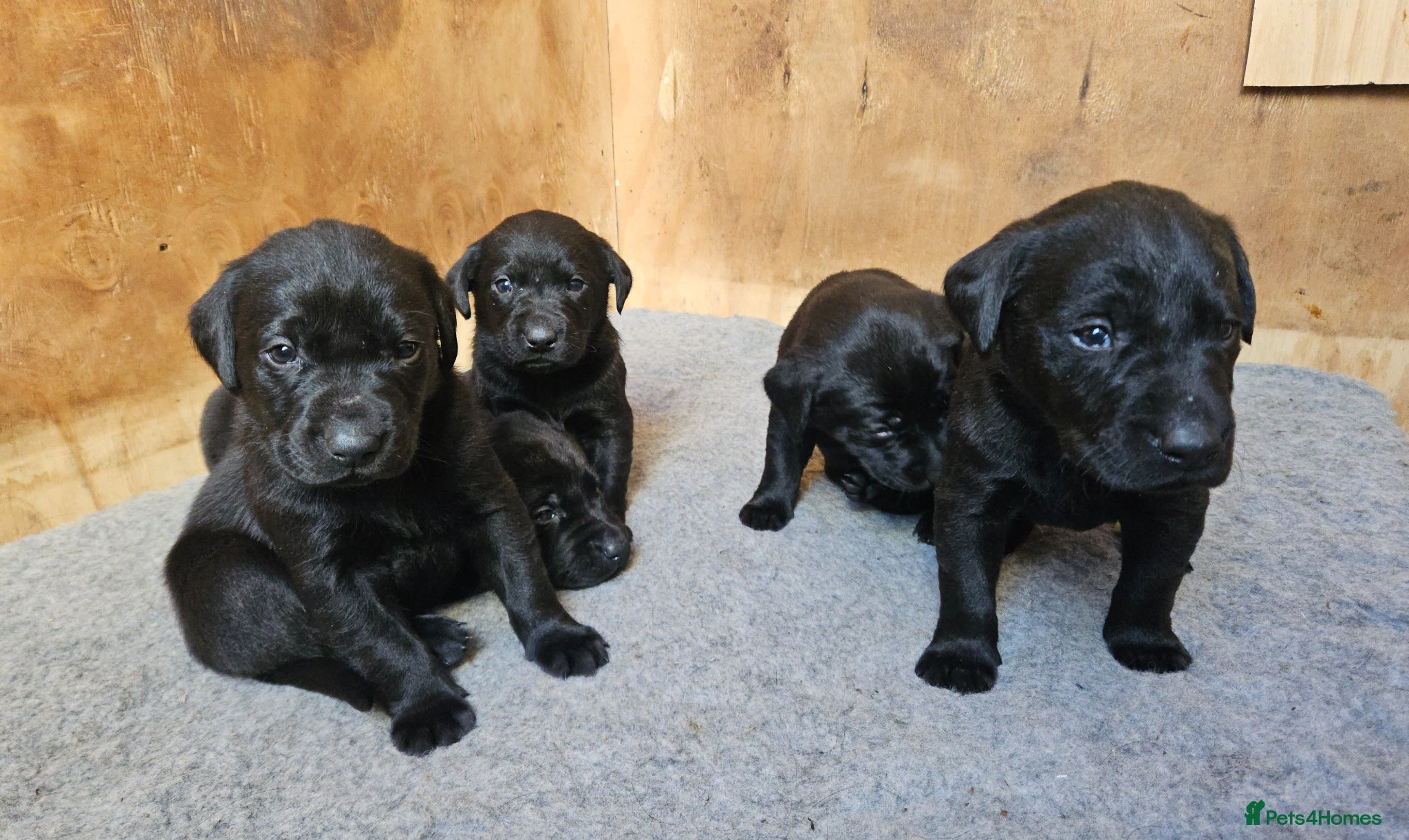 Labrador Retriever dogs for sale: Black Male Labrador Puppies for sale Western Isles - Advert 2