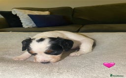 Cocker Spaniel dogs for sale: Cocker Spaniel Puppies  - Advert 19