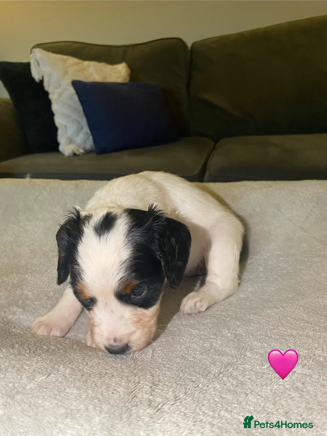 Cocker Spaniel dogs for sale: Cocker Spaniel Puppies  - Advert 19