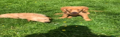 Goldendoodle Puppy 1