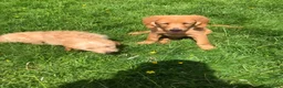 Goldendoodle dogs for sale: REDUCED PRICE - only 1 boy and 1 girl left £750 - Advert 1