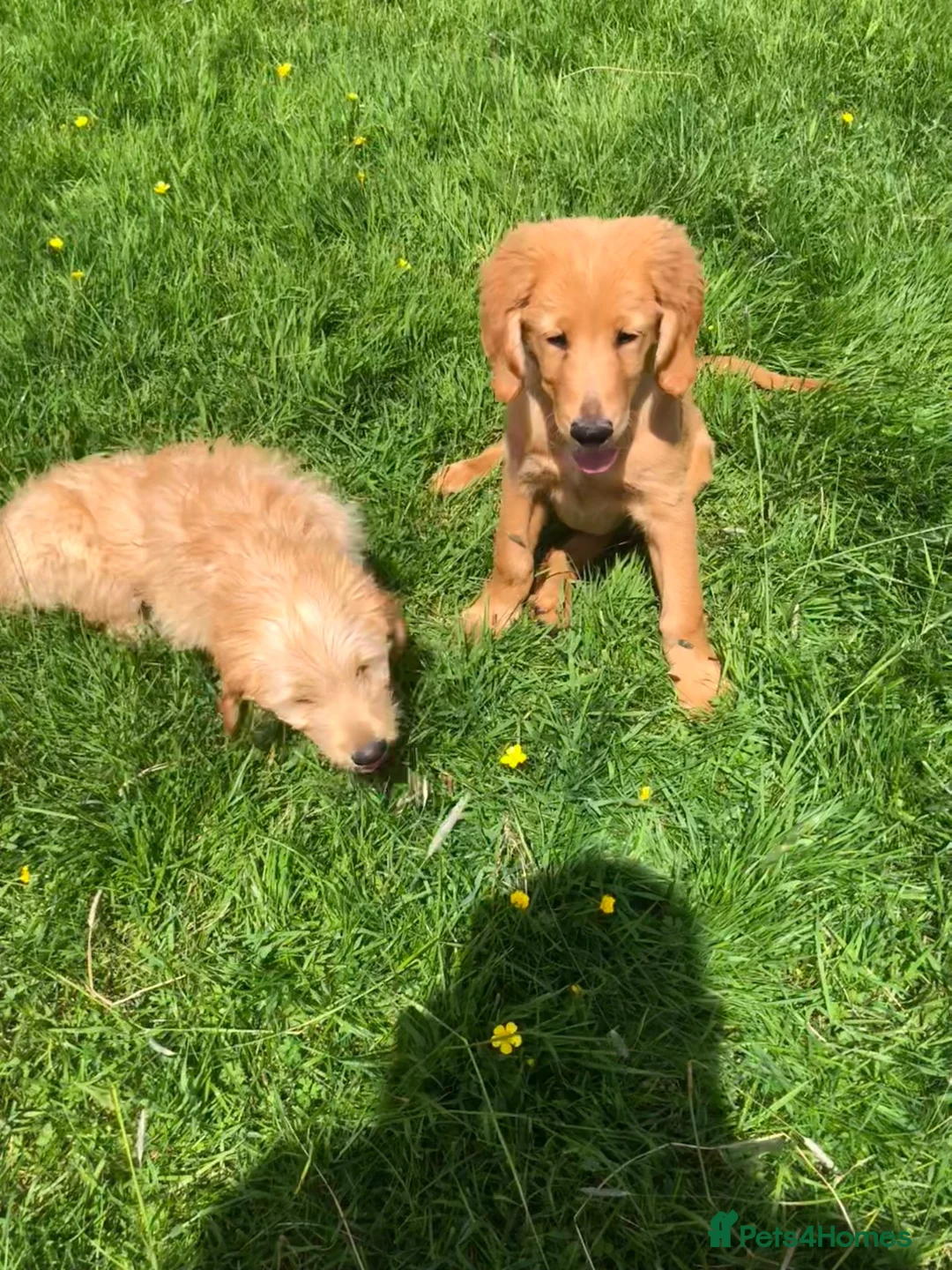 Goldendoodle dogs for sale: REDUCED PRICE - only 1 boy and 1 girl left £750 - Advert 1