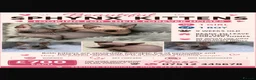 Sphynx cats for sale: Beautiful Sphynx Kittens in Maidenhead - Advert 1