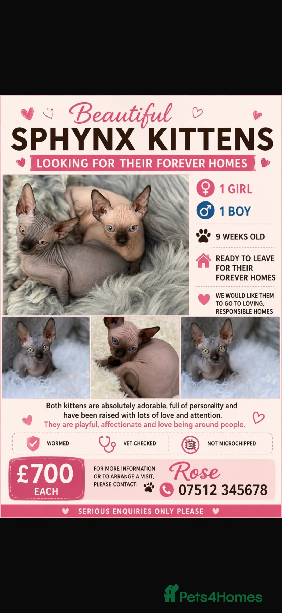 Sphynx cats for sale: Beautiful Sphynx Kittens in Maidenhead - Advert 1