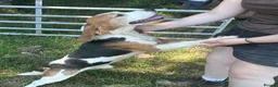 Beagle dogs for sale: Pure bred beagle male - Advert 2