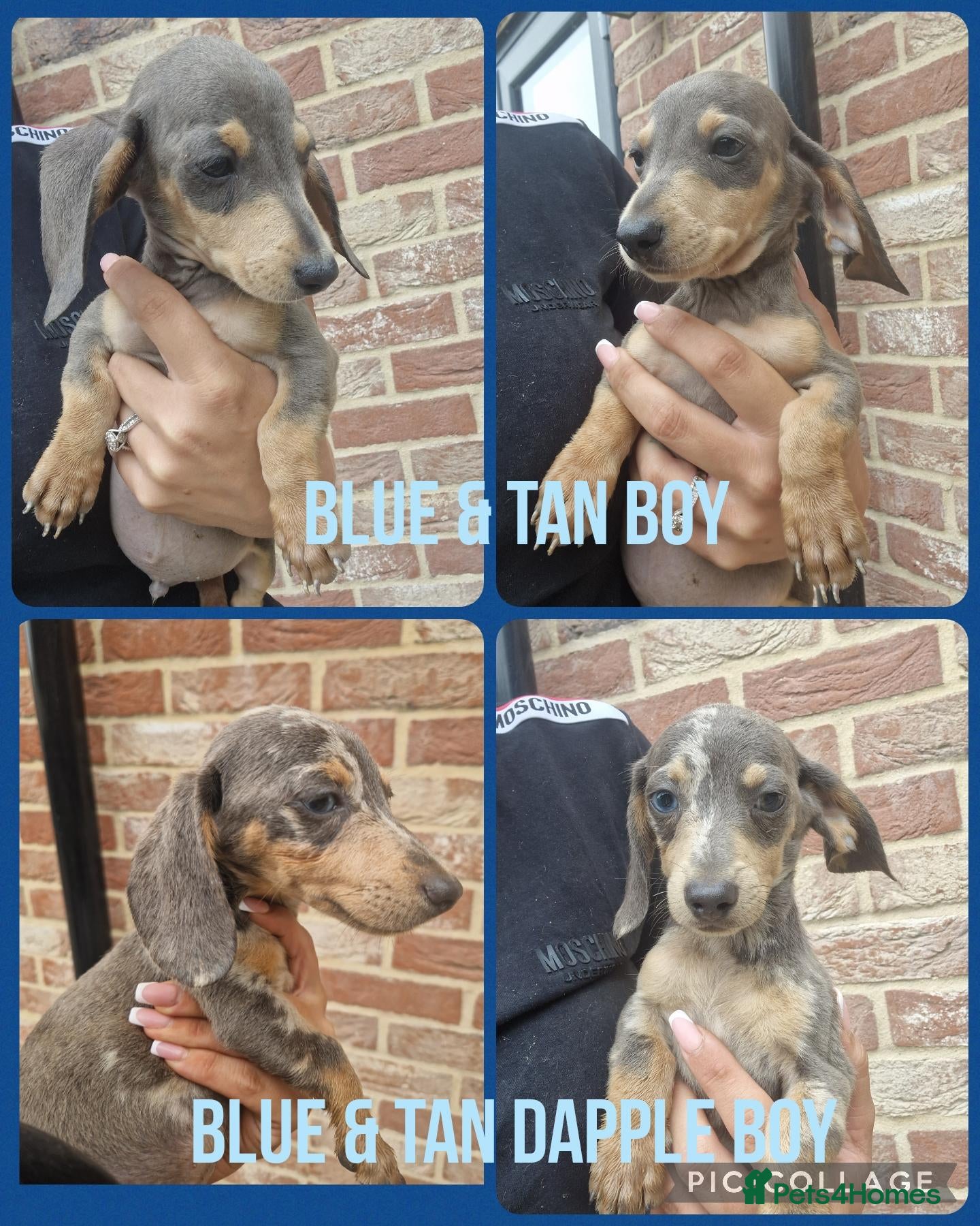 Miniature Dachshund dogs READY NOW 3 boys left Blue dapple daxies - Advert 11
