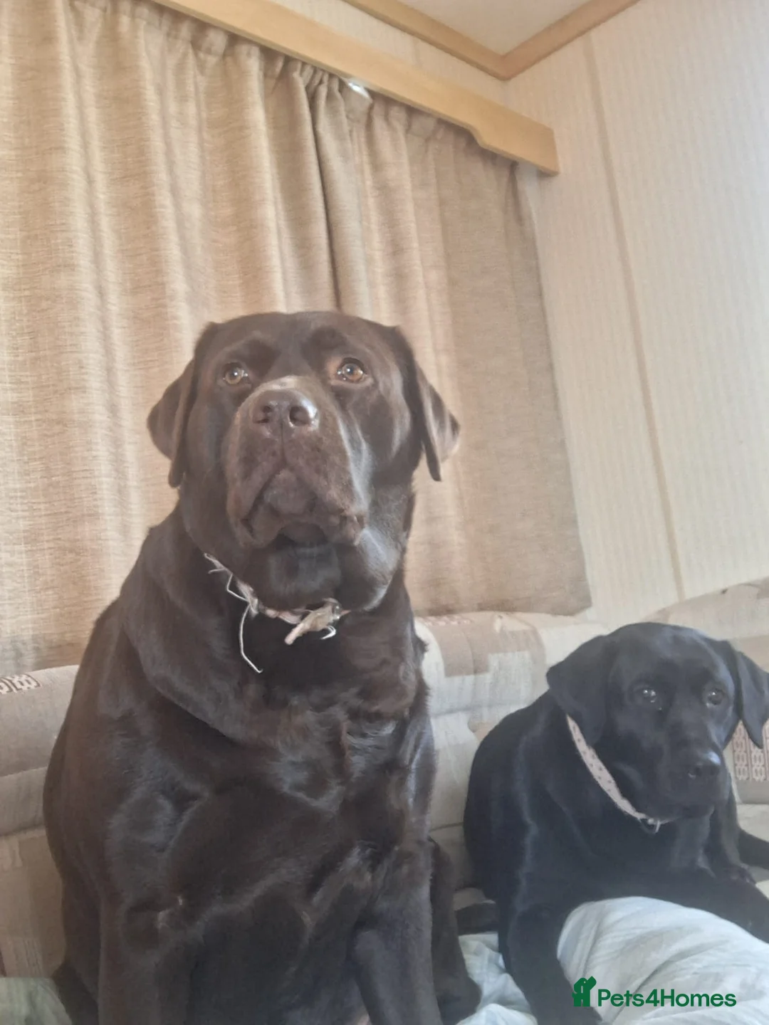 Labrador Retriever dogs for sale: Black labrador puppys in Worksop - Advert 1